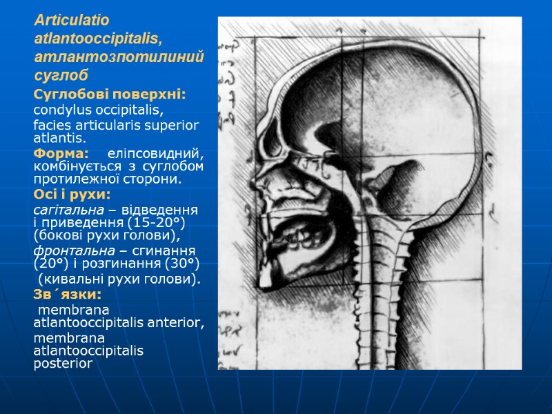 Articulatio atlantooccipitalis, атлантозпотилиний суглоб Суглобові поверхні: condylus occipitalis, facies articularis superior atlantis. Форма: еліпсовидний,
